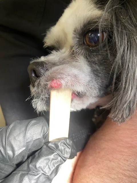 New Hope Animal Hospital 6
