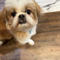 New Hope Animal Hospital ico