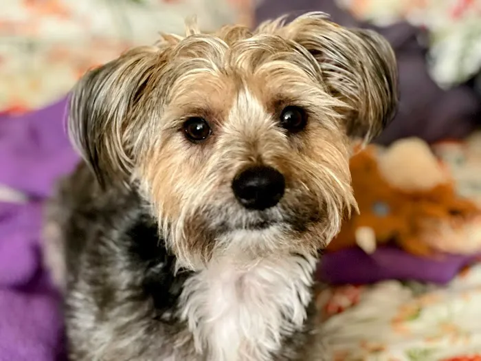 Banfield Pet Hospital 2