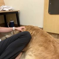 Banfield Pet Hospital ico
