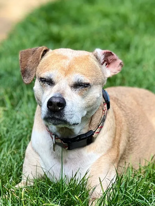 Banfield Pet Hospital 4
