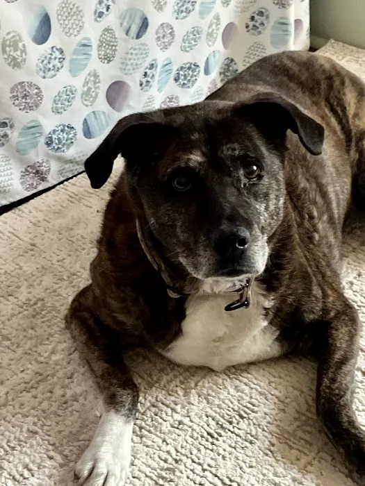 Park Veterinary Hospital & Urgent Care 6