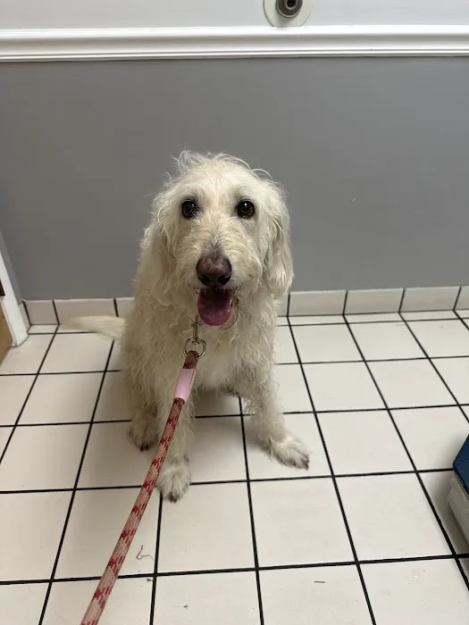 Colony Park Animal Hospital 4