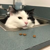 Colony Park Animal Hospital ico