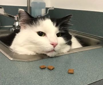 Colony Park Animal Hospital