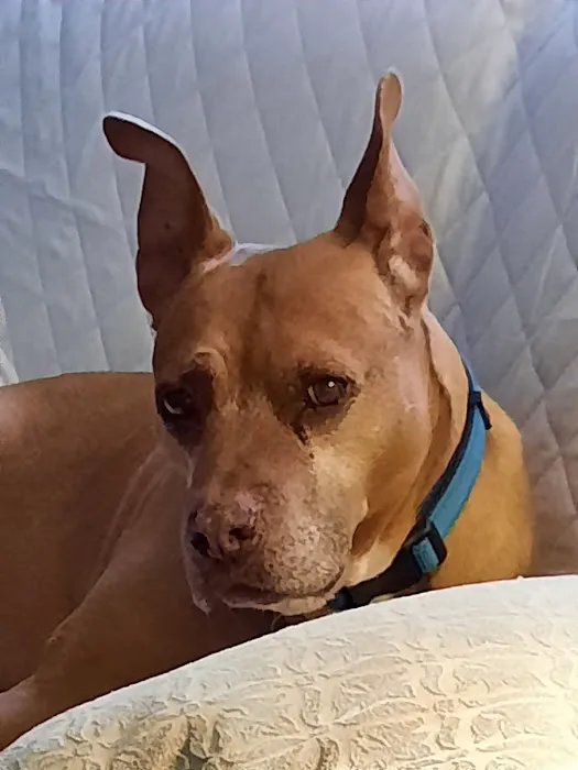 Colony Park Animal Hospital 3