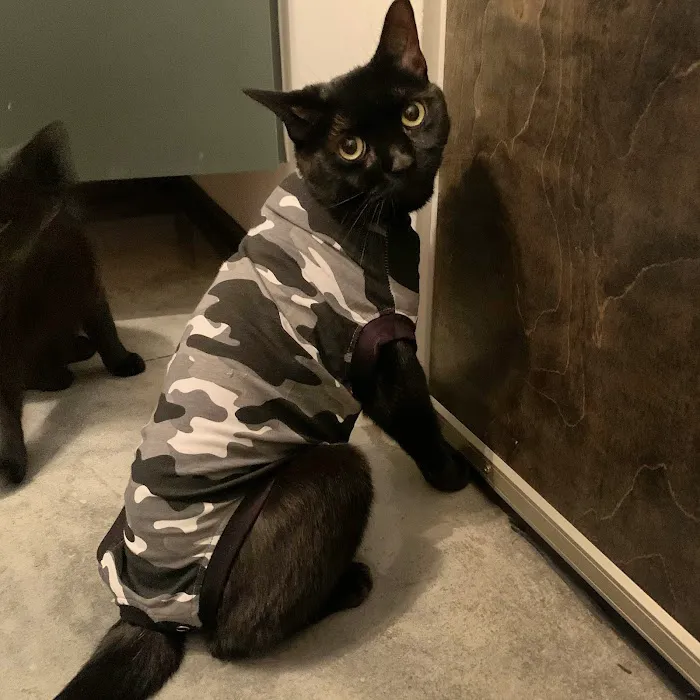 Colony Park Animal Hospital 2