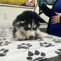 PetVet Vaccination Clinic ico