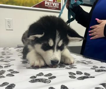 PetVet Vaccination Clinic