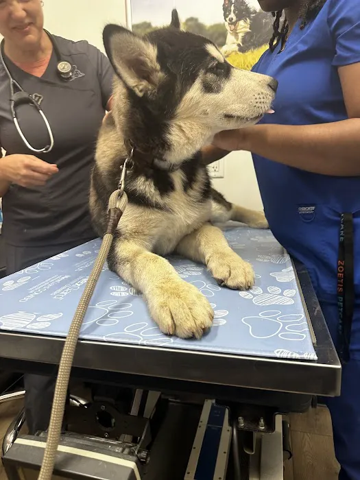 PetVet Vaccination Clinic 8