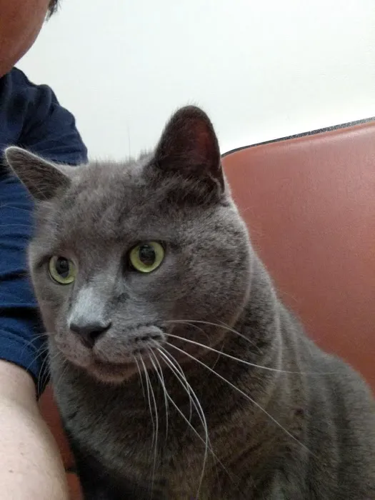 Hillsborough Veterinary Clinic 6