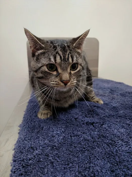 Hillsborough Veterinary Clinic 9