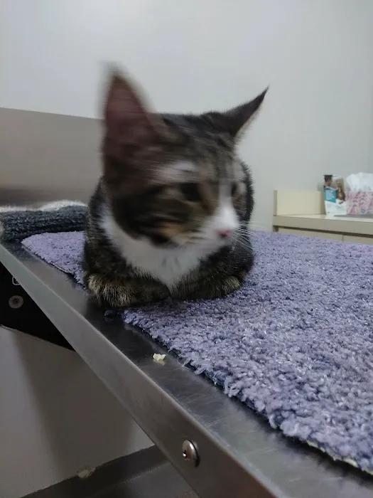 Hillsborough Veterinary Clinic 5