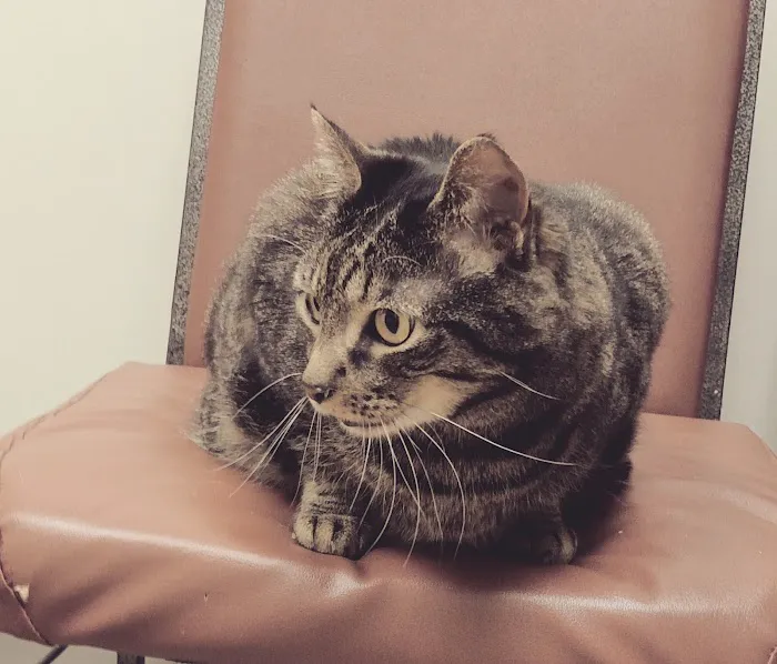 Hillsborough Veterinary Clinic 8