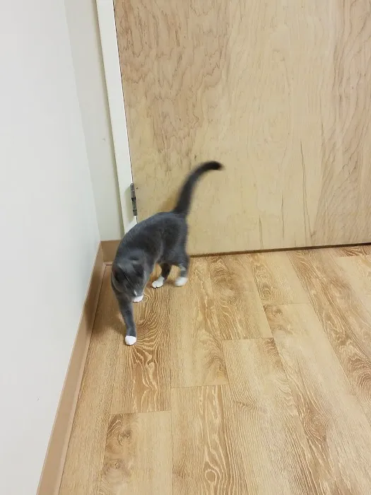 Healing Paws Veterinary Hospital 3