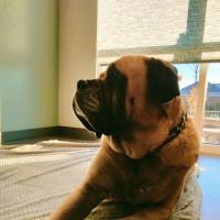 Healing Paws Veterinary Hospital ico