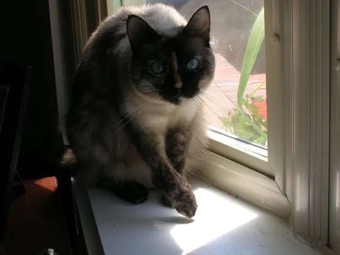 Healing Paws Veterinary Hospital 2