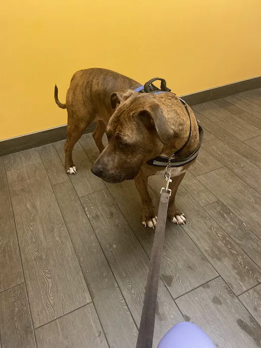Banfield Pet Hospital 2