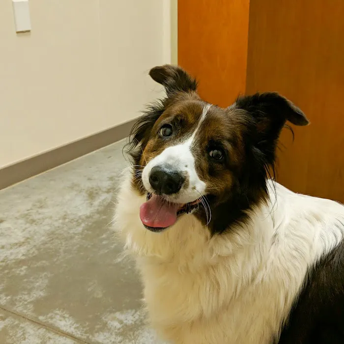 Southpoint Animal Hospital 4