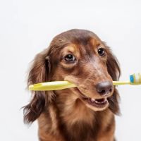 Parkwood Animal Hospital ico