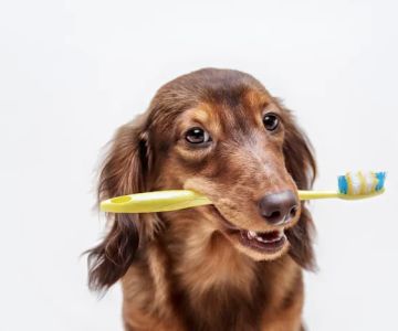 Parkwood Animal Hospital