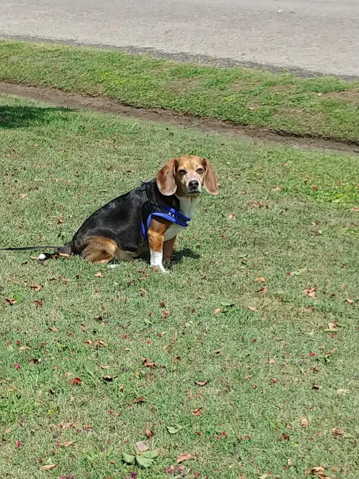 Tyson Animal Hospital 8