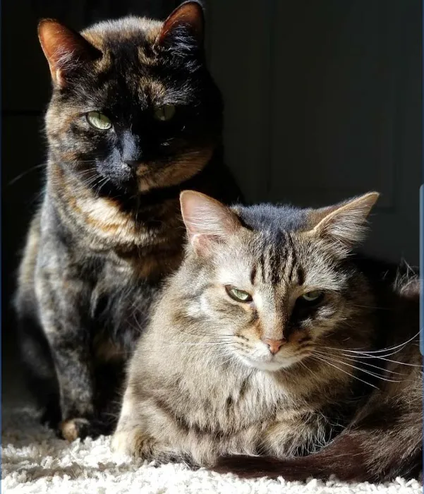 Tyson Animal Hospital 1