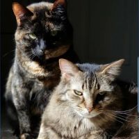 Tyson Animal Hospital ico