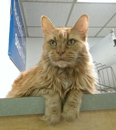 Triangle Veterinary Hospital 12