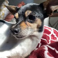 Town & Country Veterinary Hospital ico