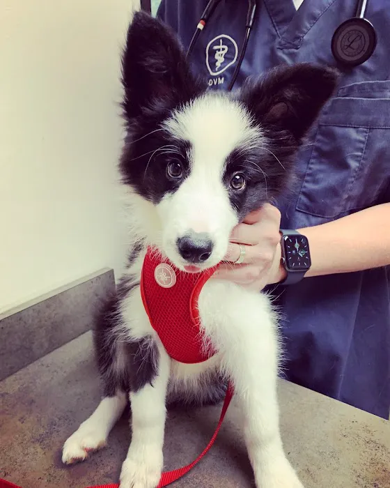 Town & Country Veterinary Hospital 7