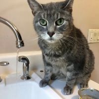 Shepherds Vineyard Animal Hospital ico