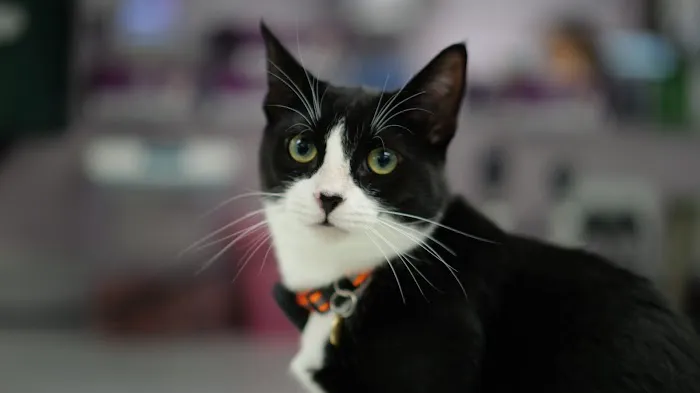 Harmony Animal Hospital 2