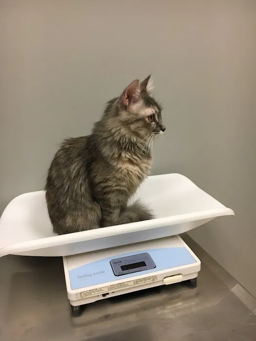 VCA Cornerstone Animal Hospital 6