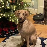 Academy East Veterinary Hospital ico