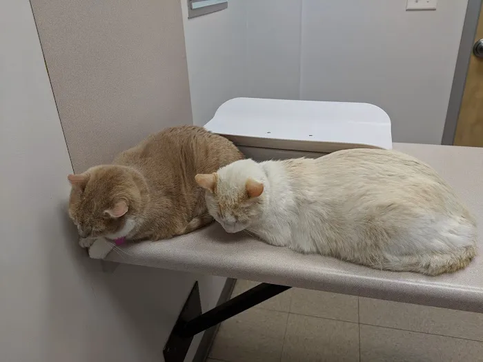 Academy East Veterinary Hospital 4