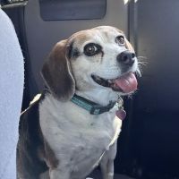Grace Animal Hospital ico