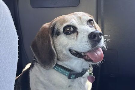 Grace Animal Hospital