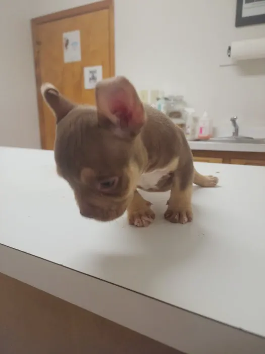 Fuquay Veterinary Hospital 6