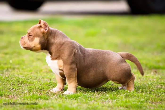 Fuquay Veterinary Hospital 9