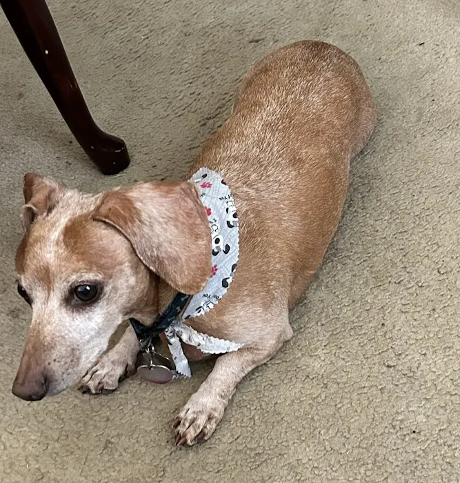 Triangle Veterinary Referral Hospital of Holly Springs 12