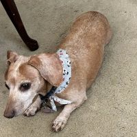 Triangle Veterinary Referral Hospital of Holly Springs ico