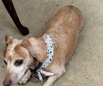 Triangle Veterinary Referral Hospital of Holly Springs