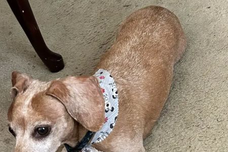 Triangle Veterinary Referral Hospital of Holly Springs