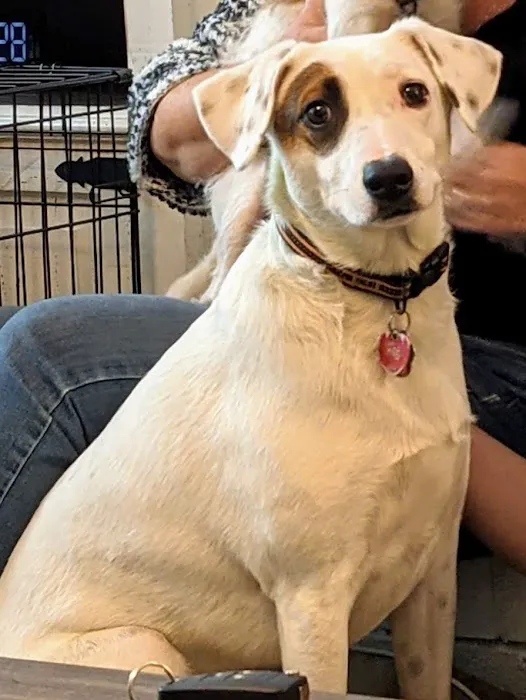 Triangle Veterinary Referral Hospital of Holly Springs 12