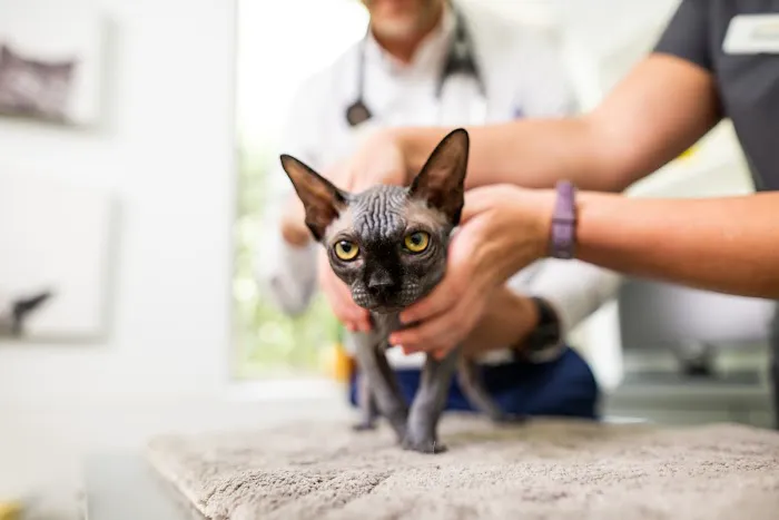 Trinity Animal Hospital 12
