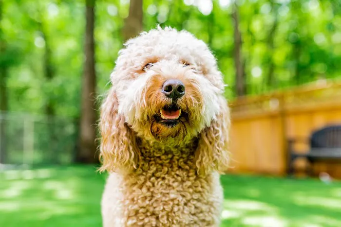Trinity Animal Hospital 12