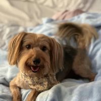 Hemlock Bluffs Animal Hospital ico