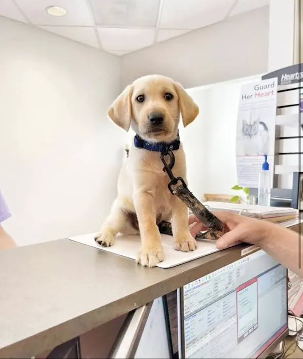 Gentle Care Animal Hospital at Ten Ten 4
