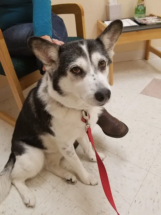 PetSound Animal Hospital 10